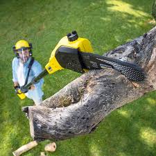 Best Lawn Disease Treatment  in Fairmount, TN